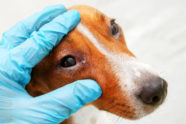 Conjunctivitis in Dogs: Signs, Treatment & Causes (Vet Answer)