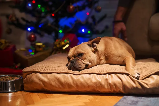 My Dog Ate Christmas Lights! What to Do & 10 Vet-Approved Safety Tips