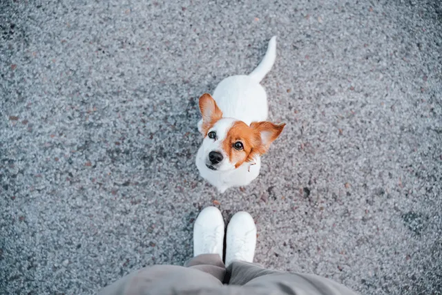 Why Do Dogs Sit on Your Feet? Canine Behavior Explained (Vet-Verified)