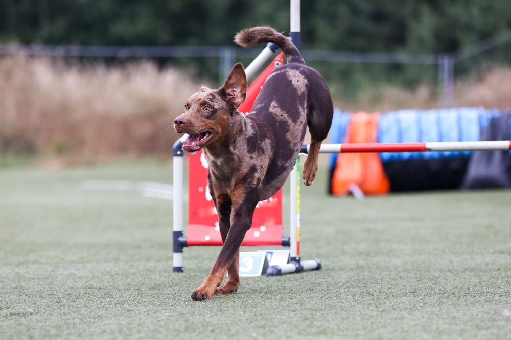 Catahoula Leopard Dog jumping over training bar