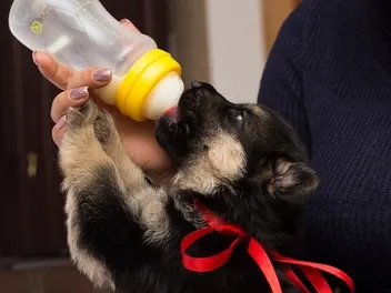 How to Bottle Feed a Puppy the Right Way (Vet Answer)