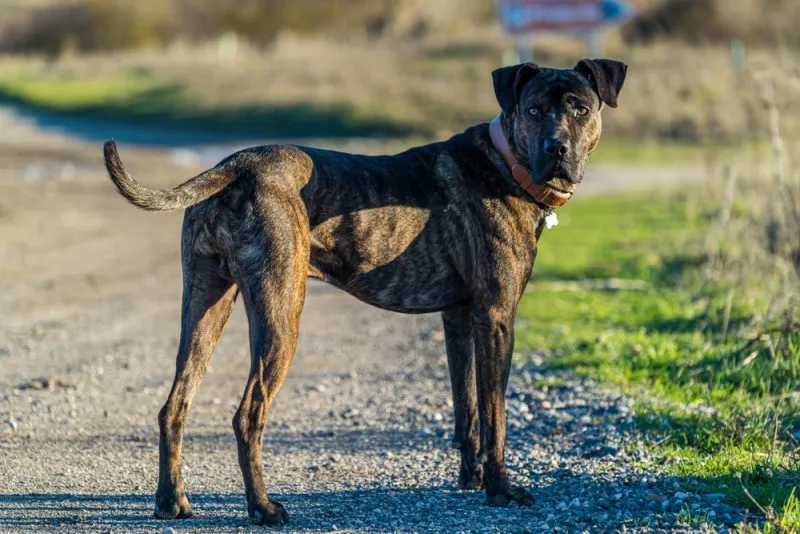 alano-espanol-spanish-bulldog-standing-in-the-country
