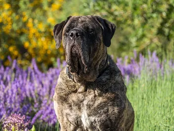 How Long Do Mastiffs Live? Vet-Reviewed Average Lifespan, Data & Care Guide
