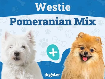 Weeranian (Westie & Pomeranian Mix): Info, Pictures, Care & More
