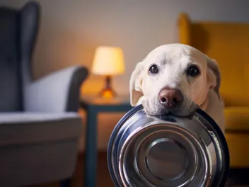 Never Run Out of Your Dog’s Essentials Again
