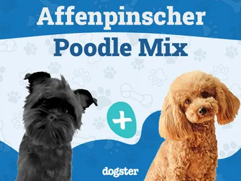 Affenpoo Mixed Dog Breed Info, Pictures, Traits & More