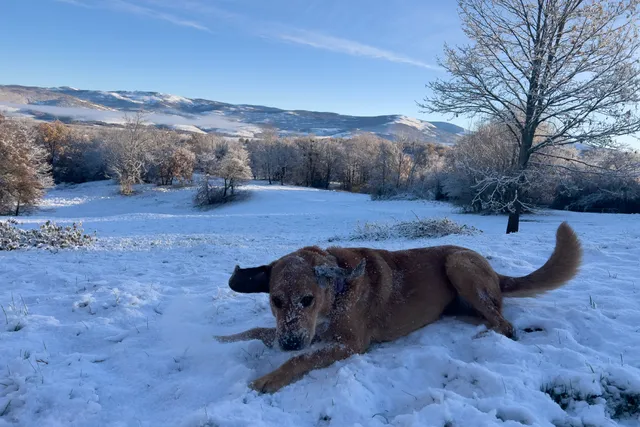 Can Dogs Ever Be Trusted? Lava Breaking Boundaries