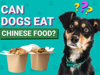 Can Dogs Eat Chinese Food? Vet-Verified Facts & FAQ