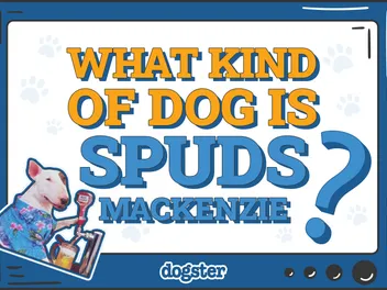 What Kind of Dog Breed Was Spuds MacKenzie? Celebrity Dogs Presented