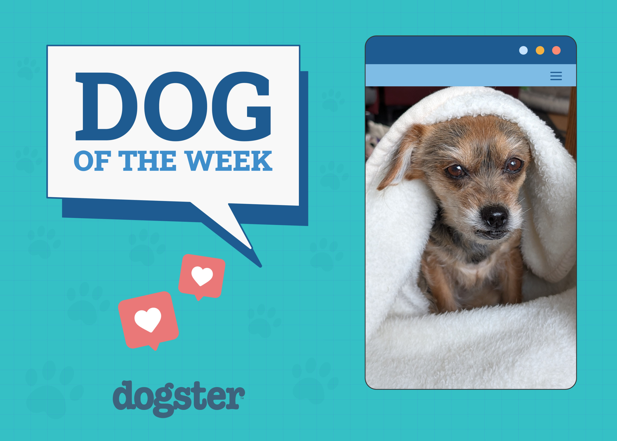 Dogster Photo Contest: Dogs of the Week Winners (April 10, 2025)