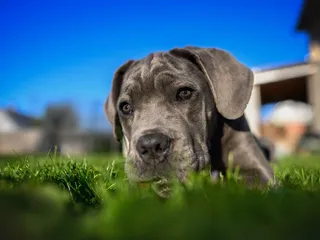 How to Potty Train a Cane Corso: 7 Vet-Approved Tips