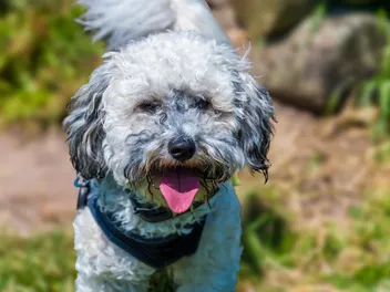 Dehydration in Dogs: Vet-Reviewed Warning Signs & What to Do