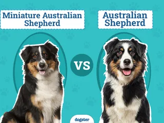 Miniature Australian Shepherd vs. Australian Shepherd: The Differences (With Pictures)
