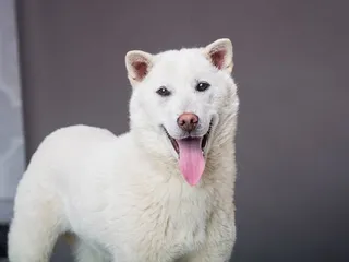 Kishu Ken Dog Breed Guide: Info, Pictures, Traits & Care