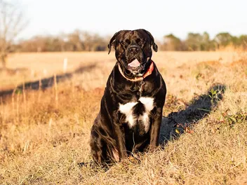 American Bulldog Lab Mix Dog Breed: Info, Pictures, Care Guide & Traits