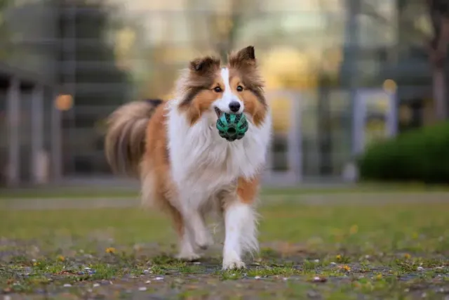 How to Train a Sheltie: 10 Vet-Verified Tips