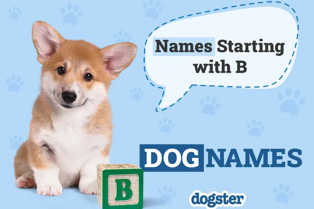 425 Dog Names Starting With B: Brilliant Ideas for Your New Pooch