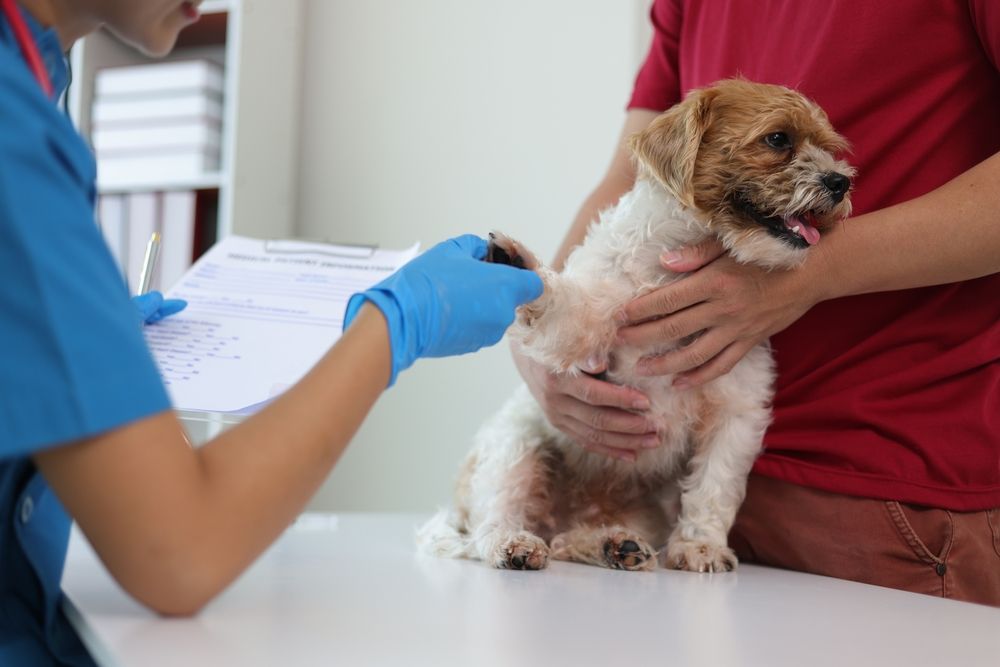vet examining dogs feet