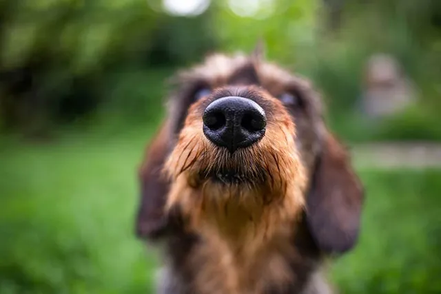 Can Dogs Detect Carbon Monoxide? What Science Says