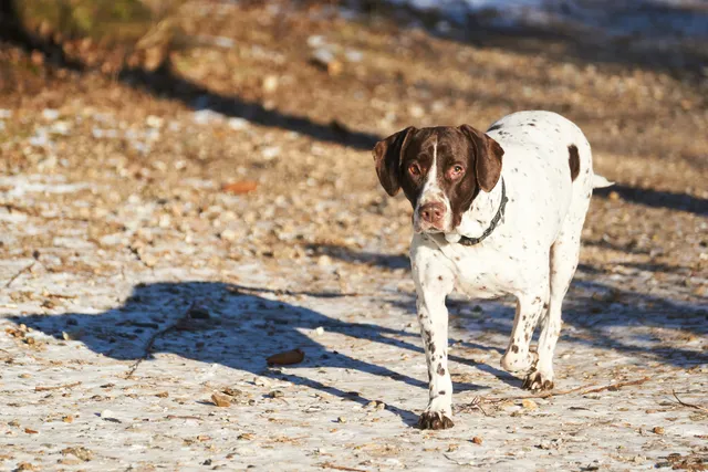 Old Danish Pointer Dog Breed: Info, Pictures & Care Guide