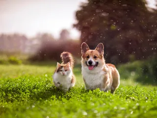 15 Dog Breeds Who Get Along With Other Pets (With Info & Pictures)