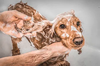 English cocker spaniel dog taking a shower with shampoo, soap and water in a bathtub