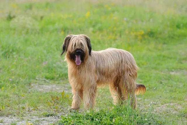 Briard Dog Breed: Info, Pictures, Facts & Traits