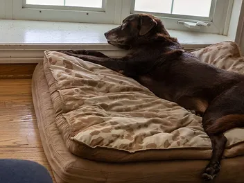 10 Best Orthopedic Dog Beds in 2026 - Reviews & Top Picks