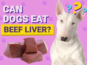 Can Dogs Eat Beef Liver? Vet-Approved Facts & FAQ