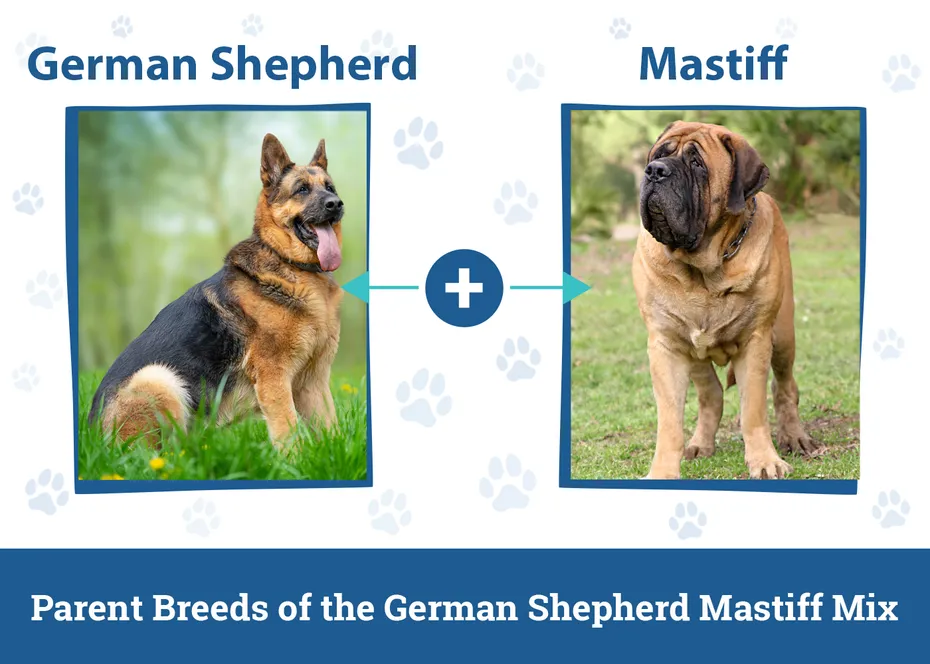 Parent Breeds of the German Shepherd Mastiff Mix