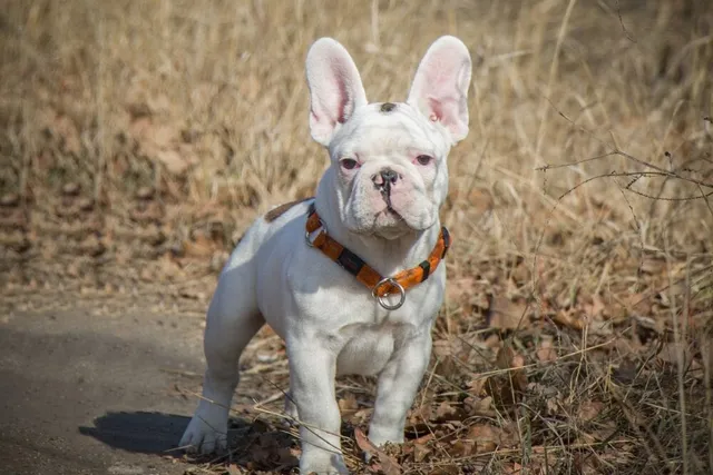 White French Bulldog: Info, Pictures, History & Origin