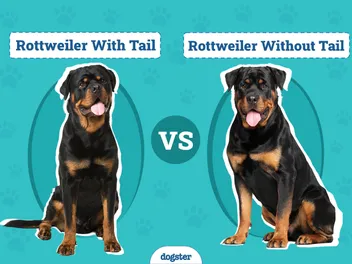 Rottweiler With Tail vs Without: Vet-Verified Facts & FAQ