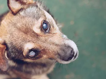 Progressive Retinal Atrophy in Dogs: Vet-Verified Causes, Signs & Care