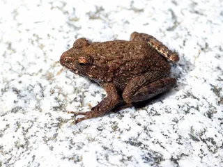 Are Frogs Poisonous to Dogs? Vet-Reviewed Facts