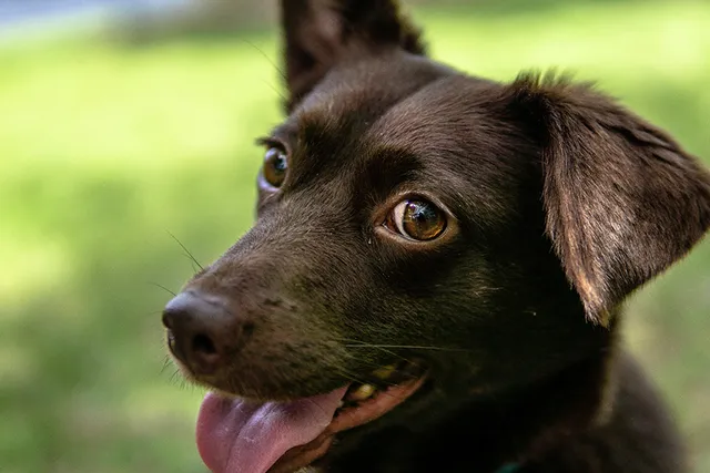 Do Mixed Breeds Live Longer Than Purebred Dogs? Vet-Verified Facts