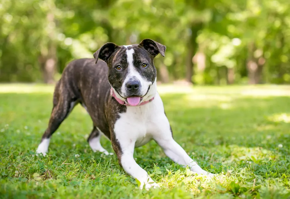 brindle dog playing at the park