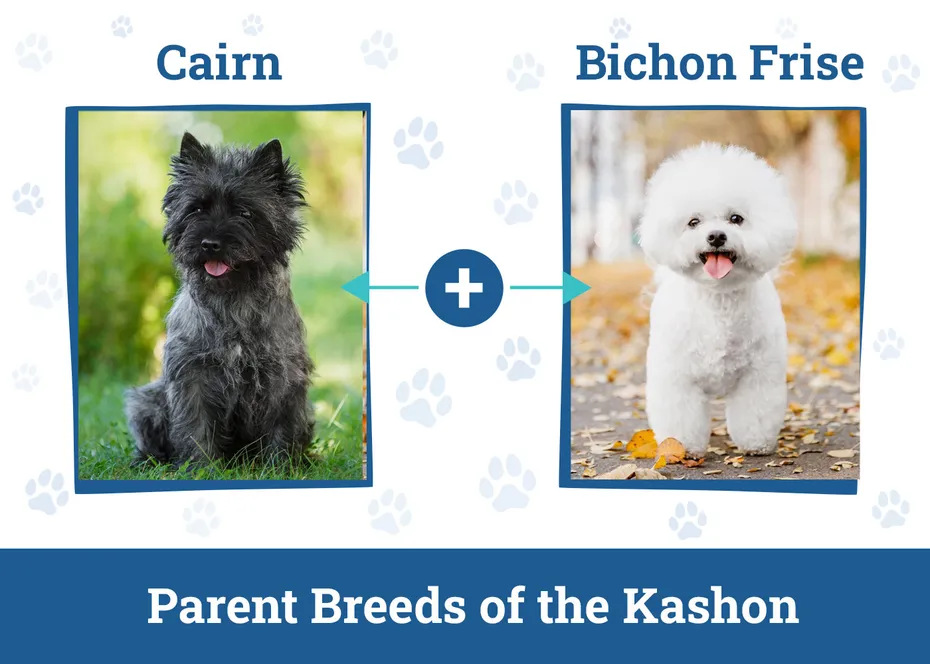 Parent Breeds of the Kashon