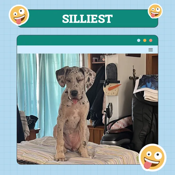 Silliest Dog