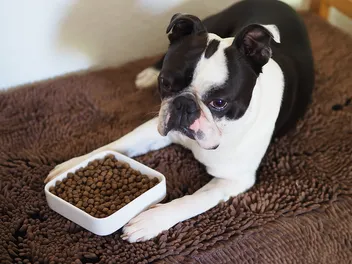 10 Best Dog Foods for Loose Stools in 2026: Reviews & Top Picks