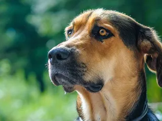 Golden Shepherd Dog Breed: Info, Pictures, Care & Traits