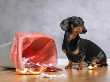 Garbage Gut in Dogs: Causes, Signs & Treatment (Vet Answer)