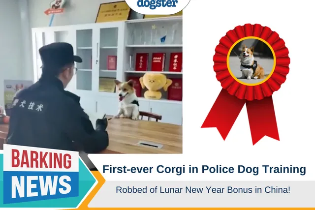First-Ever Corgi in Police Dog Training Robbed of Lunar New Year Bonus in China!