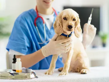 Zinc Neuter for Dogs: What Is It, Risk & Ethics