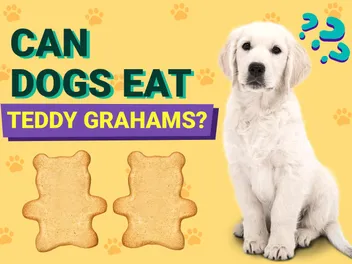 Can Dogs Eat Teddy Grahams? Vet-Approved Facts & FAQ