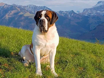 How Long Does a St Bernard Live? Vet-Verified Lifespan, Data & Care Guide