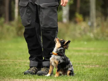 How to Train a Chihuahua: 10 Vet-Approved Tips