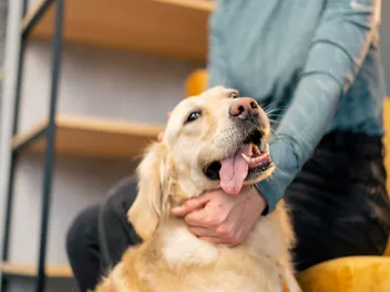 Why Does My Dog Lick My Legs? 5 Vet-Verified Reasons
