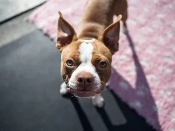 Can a Boston Terrier Be Left Alone? Alternatives & Care Tips