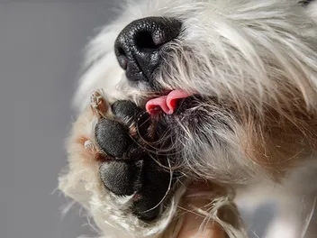 Why Dogs Lick Everything? 9 Reasons & How to Stop It