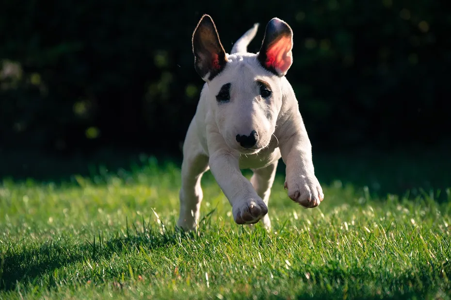 bull terrier puppy running outside